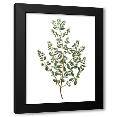 Herbs on White 2 Black Modern Wood Framed Art Print by Kimberly, Allen