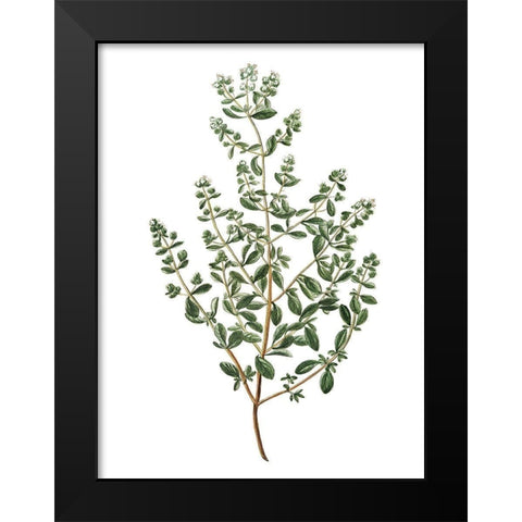 Herbs on White 2 Black Modern Wood Framed Art Print by Kimberly, Allen