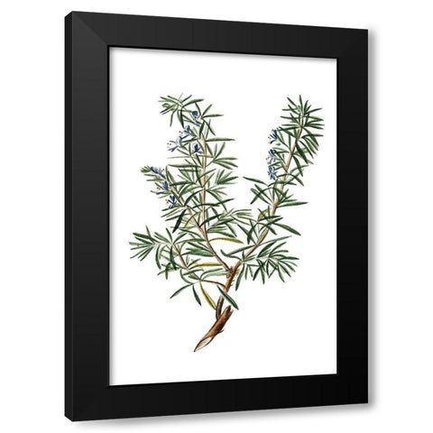 Herbs on White 3 Black Modern Wood Framed Art Print by Kimberly, Allen