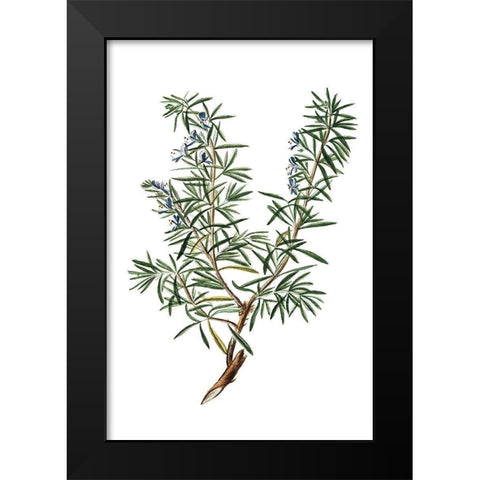 Herbs on White 3 Black Modern Wood Framed Art Print by Kimberly, Allen