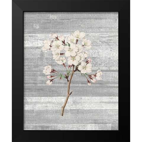 Cherry Blossom 1 Black Modern Wood Framed Art Print by Kimberly, Allen