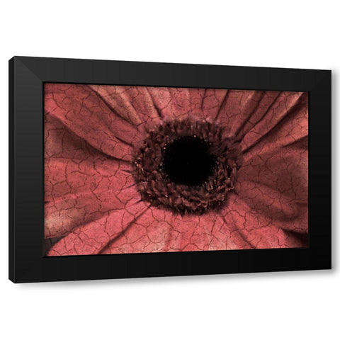 Bloom Center Black Modern Wood Framed Art Print with Double Matting by Kimberly, Allen