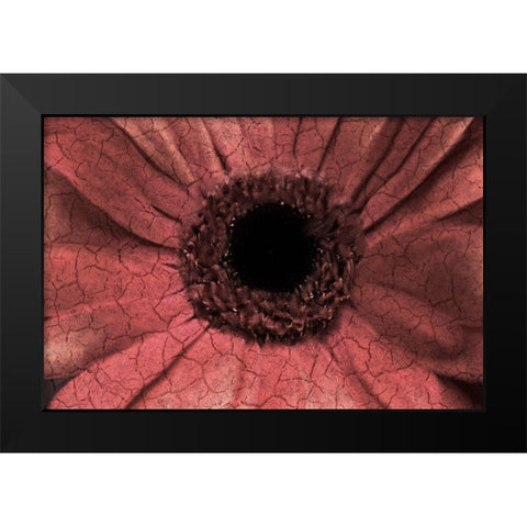 Bloom Center Black Modern Wood Framed Art Print by Kimberly, Allen