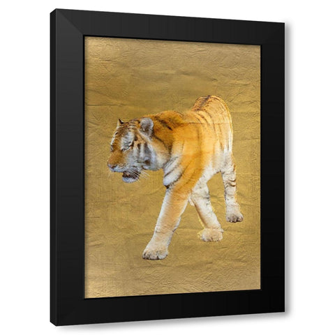 Tiger Gold v2 Black Modern Wood Framed Art Print with Double Matting by Kimberly, Allen