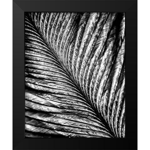 Black and White Feather 2 Black Modern Wood Framed Art Print by Kimberly, Allen