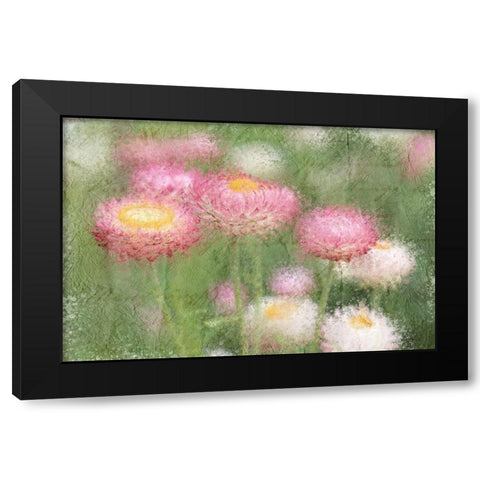 Pink Wild Black Modern Wood Framed Art Print by Kimberly, Allen