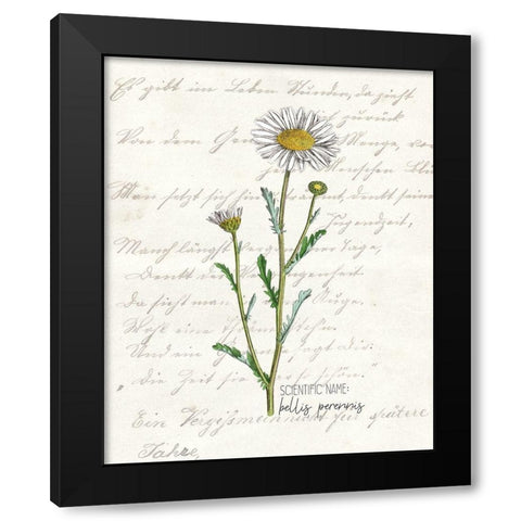 Daisy 1 Black Modern Wood Framed Art Print by Kimberly, Allen