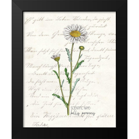 Daisy 1 Black Modern Wood Framed Art Print by Kimberly, Allen