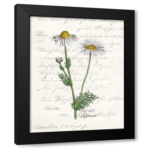 Daisy 2 Black Modern Wood Framed Art Print with Double Matting by Kimberly, Allen