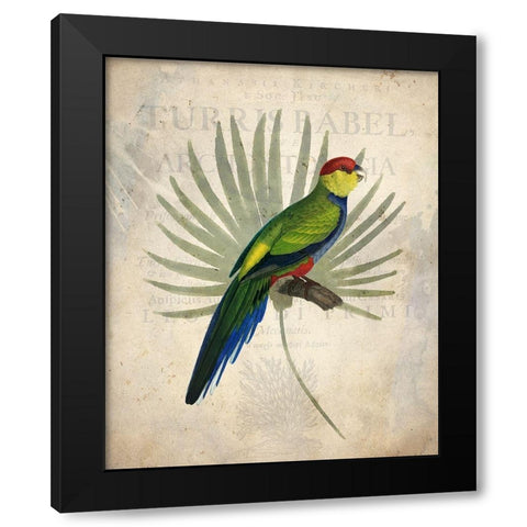 Parrot 1 Black Modern Wood Framed Art Print with Double Matting by Kimberly, Allen
