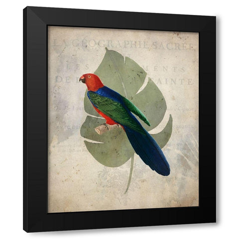 Parrot 2 Black Modern Wood Framed Art Print with Double Matting by Kimberly, Allen