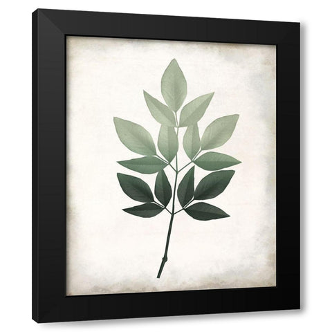 Vintage Botanical Greens 1 Black Modern Wood Framed Art Print with Double Matting by Allen, Kimberly