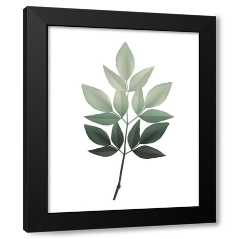 Botanical Greens 2 Black Modern Wood Framed Art Print with Double Matting by Kimberly, Allen