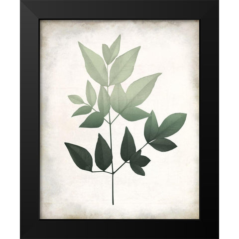 Vintage Botanical Greens 2 Black Modern Wood Framed Art Print by Allen, Kimberly