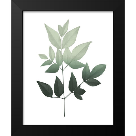 Botanical Greens 3 Black Modern Wood Framed Art Print by Kimberly, Allen