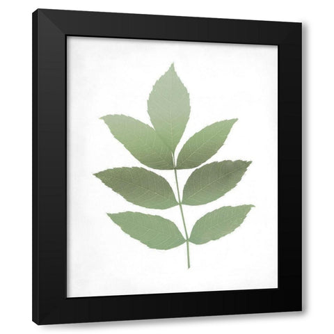 Leaves Print 1 Black Modern Wood Framed Art Print with Double Matting by Kimberly, Allen