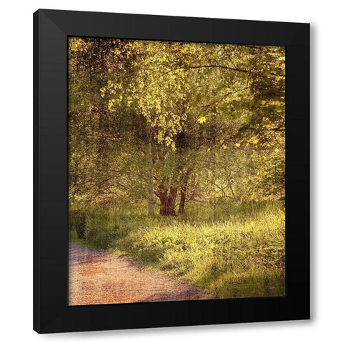 Sunlit Path 2 Black Modern Wood Framed Art Print by Kimberly, Allen