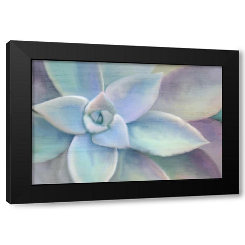 Succulent Center Black Modern Wood Framed Art Print with Double Matting by Kimberly, Allen