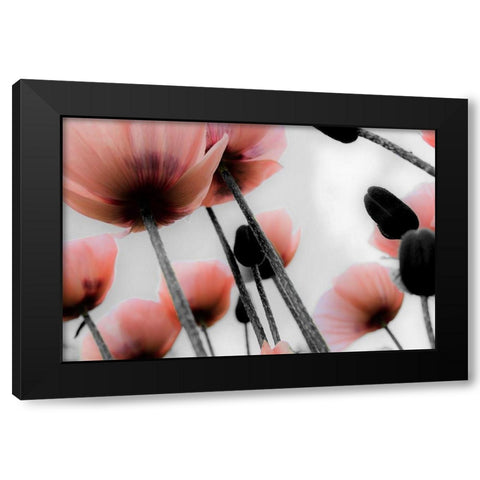 Pink Poppies Black Modern Wood Framed Art Print by Allen, Kimberly