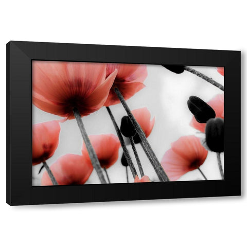 Red Poppies Black Modern Wood Framed Art Print by Allen, Kimberly