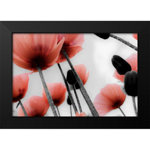 Red Poppies Black Modern Wood Framed Art Print by Allen, Kimberly