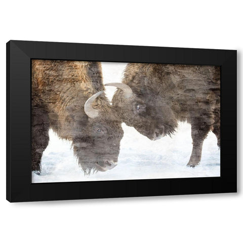 Bison Two Black Modern Wood Framed Art Print by Allen, Kimberly