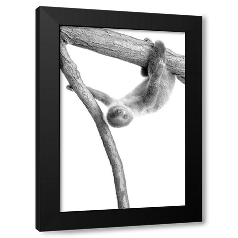 Baby Sloth 1 Black Modern Wood Framed Art Print with Double Matting by Allen, Kimberly