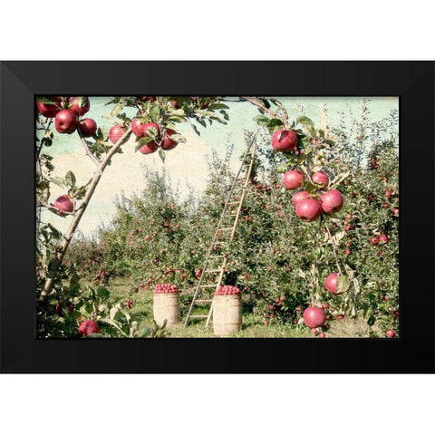 Apple Orchard Black Modern Wood Framed Art Print by Allen, Kimberly