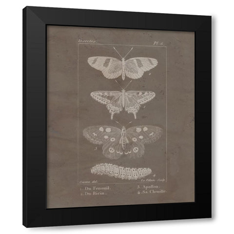 Vintage Insect 1 Black Modern Wood Framed Art Print with Double Matting by Allen, Kimberly