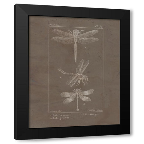 Vintage Insect 3 Black Modern Wood Framed Art Print by Allen, Kimberly