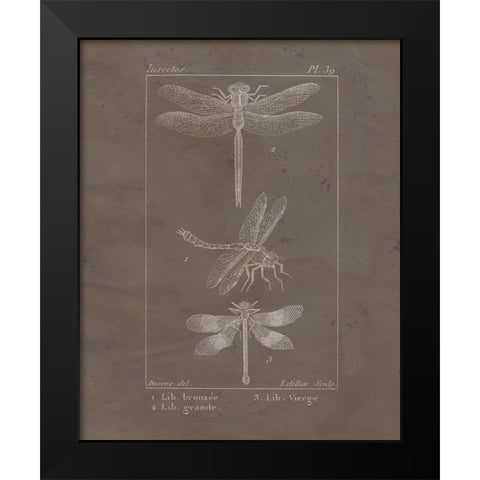 Vintage Insect 3 Black Modern Wood Framed Art Print by Allen, Kimberly