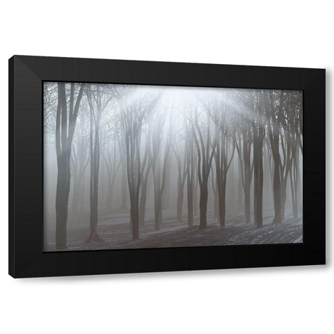 Sunlight Black Modern Wood Framed Art Print by Allen, Kimberly