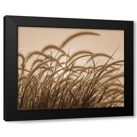 Reeds Black Modern Wood Framed Art Print with Double Matting by Allen, Kimberly