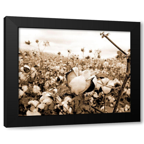 Cotton Fields Black Modern Wood Framed Art Print with Double Matting by Allen, Kimberly