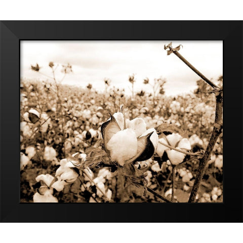 Cotton Fields Black Modern Wood Framed Art Print by Allen, Kimberly