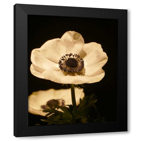 Floral Closeup 1 Black Modern Wood Framed Art Print by Allen, Kimberly