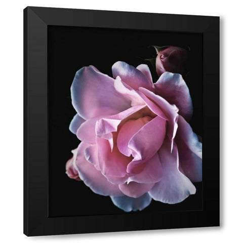Floral Closeup 2 Black Modern Wood Framed Art Print with Double Matting by Allen, Kimberly