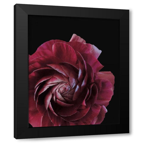 Floral Closeup 3 Black Modern Wood Framed Art Print by Allen, Kimberly