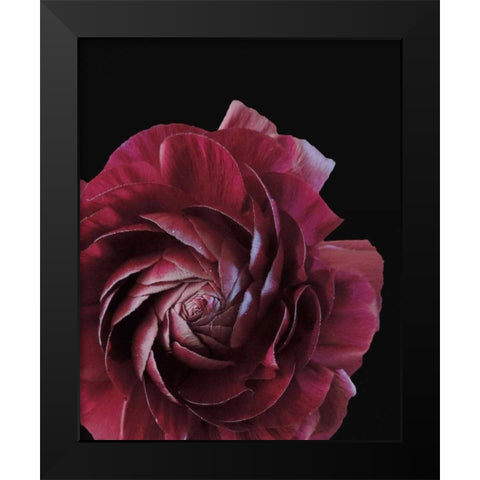 Floral Closeup 3 Black Modern Wood Framed Art Print by Allen, Kimberly