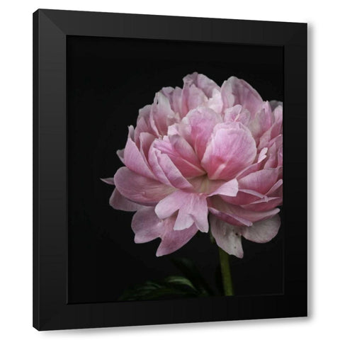 Floral Closeup 4 Black Modern Wood Framed Art Print by Allen, Kimberly