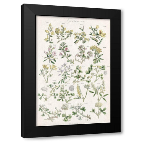 Wildflower Field Guide Black Modern Wood Framed Art Print with Double Matting by Allen, Kimberly