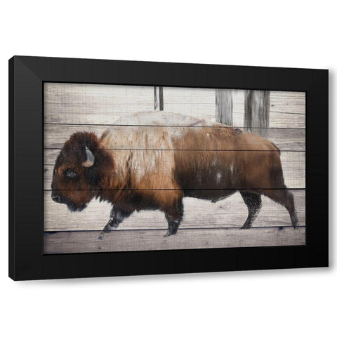 Winter Bison Black Modern Wood Framed Art Print with Double Matting by Allen, Kimberly