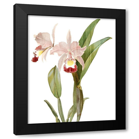 Orchid Love 1 Black Modern Wood Framed Art Print with Double Matting by Kimberly, Allen