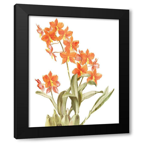 Orchid Love 2 Black Modern Wood Framed Art Print with Double Matting by Kimberly, Allen