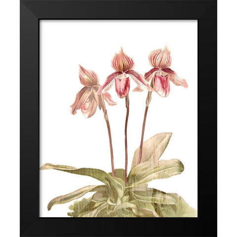 Orchid Love 4 Black Modern Wood Framed Art Print by Kimberly, Allen