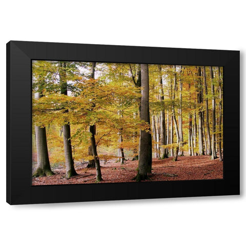 Autumn Walk Black Modern Wood Framed Art Print by Allen, Kimberly