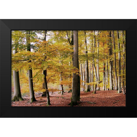Autumn Walk Black Modern Wood Framed Art Print by Allen, Kimberly