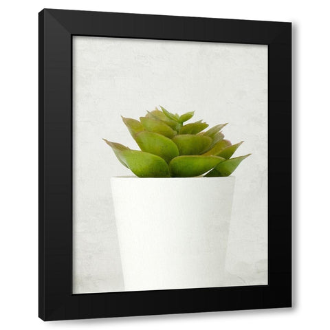 Succulent Photo 3 Black Modern Wood Framed Art Print with Double Matting by Allen, Kimberly
