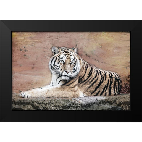 Tiger Love V2 Black Modern Wood Framed Art Print by Allen, Kimberly