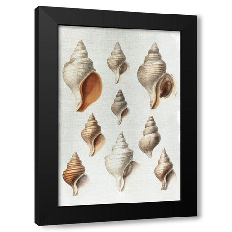 Conch Shells Black Modern Wood Framed Art Print by Allen, Kimberly